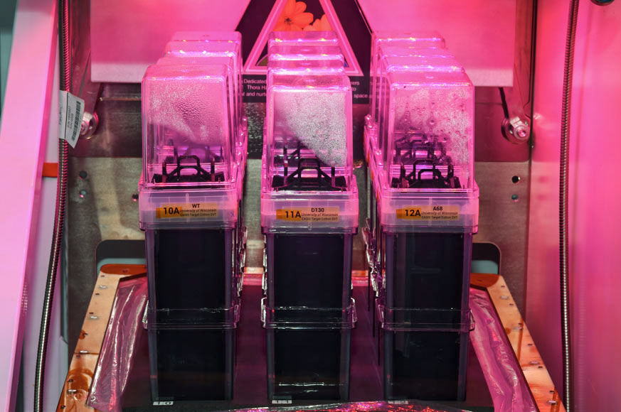 Veggie system